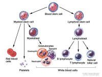 Blood cell development; drawing shows the steps a blood stem cell goes through to become a red blood cell, platelet, or white blood cell. A myeloid stem cell becomes a red blood cell, a platelet, or a myeloblast, which then becomes a granulocyte (the types of granulocytes are eosinophils, basophils, and neutrophils). A lymphoid stem cell becomes a lymphoblast and then becomes a B-lymphocyte, T-lymphocyte, or natural killer cell.
